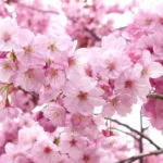 Voyage au Japon : Sakura 2018