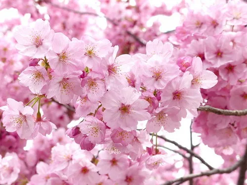 Voyage au Japon : Sakura 2018