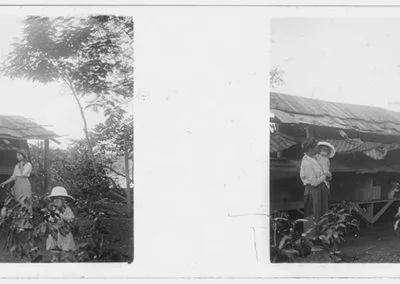 Dans un potager, s.d.