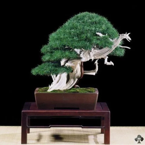 https://www.facebook.com/artisan.bonsai