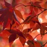 Visite du Jardin Japonais