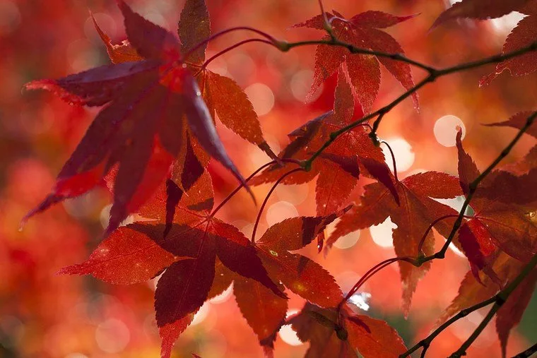 Visite du Jardin Japonais