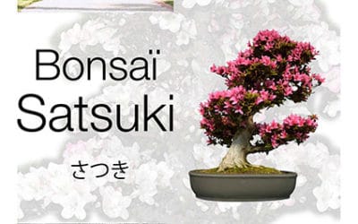 Des printemps et des automnes : bonsaï
