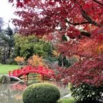 Momiji à Toulouse